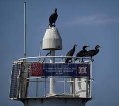 Phalacrocorax carbo
