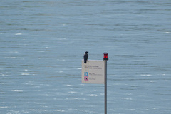 Corvus cornix × corone