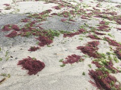 Solieria pacifica