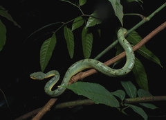 Craspedocephalus gramineus