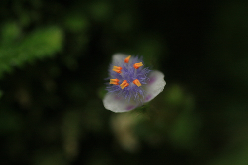 Cyanotis vivipara (Cyanotis vivipara)