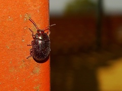 Chrysolina americana