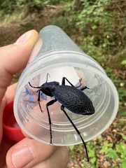 Carabus intricatus