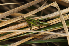 Sigaus piliferus