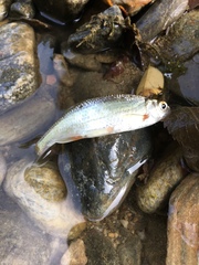 Alburnoides bipunctatus