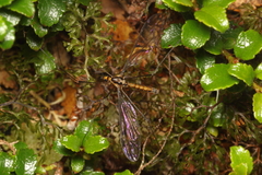 Leptotarsus subtener