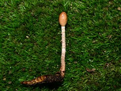 Ophiocordyceps