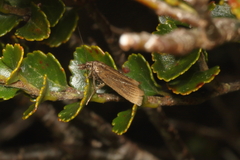 Orocrambus heliotes