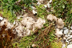 Canis lupus italicus