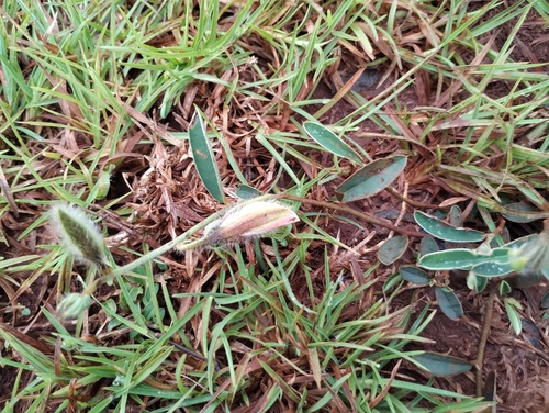 Crotalaria calycina, photograph 1