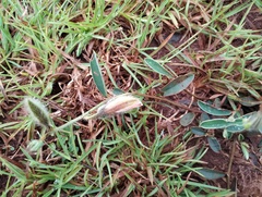 Crotalaria calycina