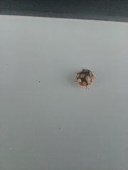 Adalia decempunctata