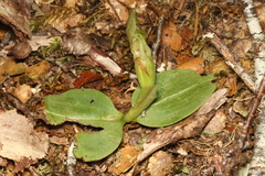 Chiloglottis cornuta