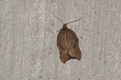 Acleris effractana