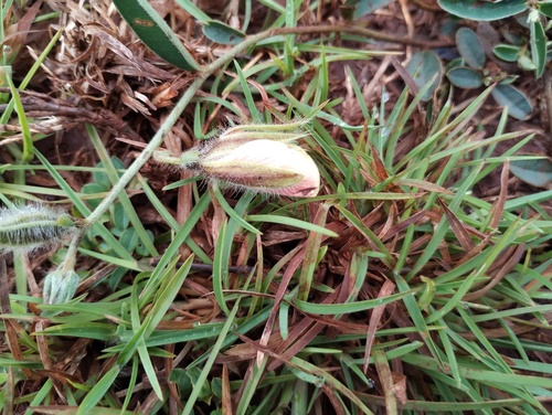 Crotalaria calycina, photograph 2