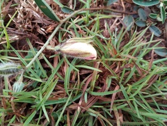 Crotalaria calycina