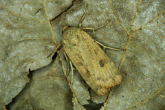 Noctua orbona