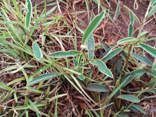 Crotalaria calycina, photograph 3