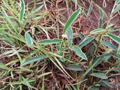 Crotalaria calycina