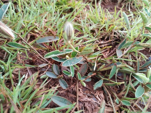 Crotalaria calycina, photograph 5