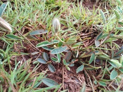 Crotalaria calycina