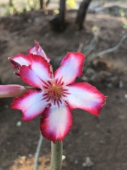 Adenium multiflorum