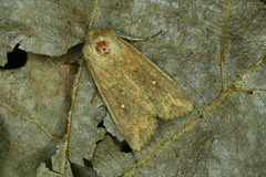 Mythimna albipuncta