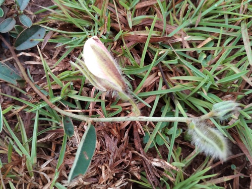 Crotalaria calycina, photograph 4