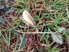Crotalaria calycina