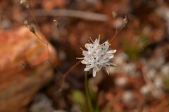 Borya sphaerocephala