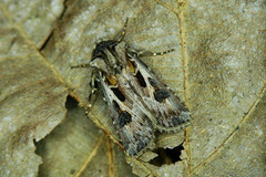Agrotis vestigialis