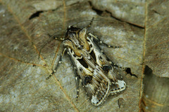Agrotis vestigialis