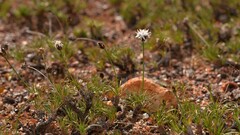 Borya sphaerocephala