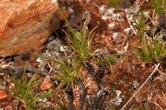 Borya sphaerocephala