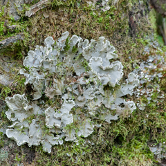 Peltigera
