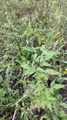 Bidens frondosa