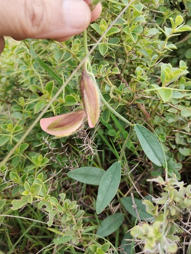 Crotalaria calycina, photograph 6