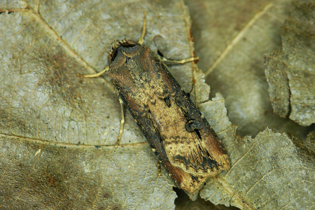 Ipsilon Dart Moth (Insects of Massachusetts) · iNaturalist