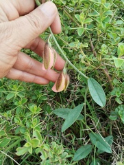 Crotalaria calycina