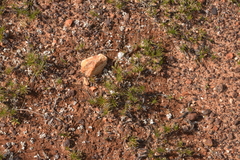 Borya sphaerocephala