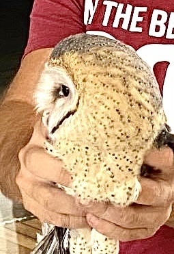 Western Barn Owl