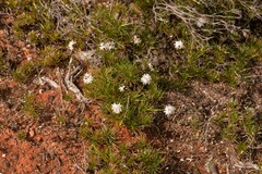 Borya sphaerocephala