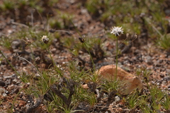 Borya sphaerocephala