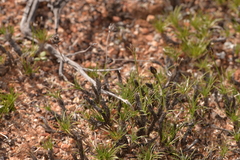 Borya sphaerocephala