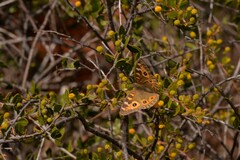 Junonia villida
