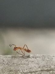 Myrmaplata plataleoides