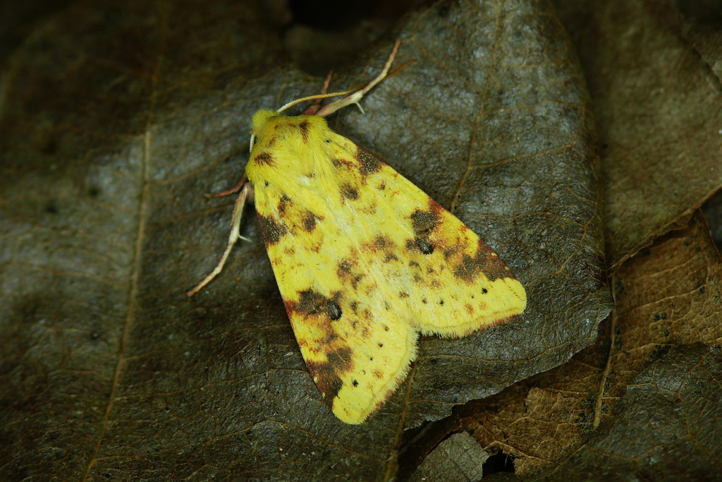 The Sallow
