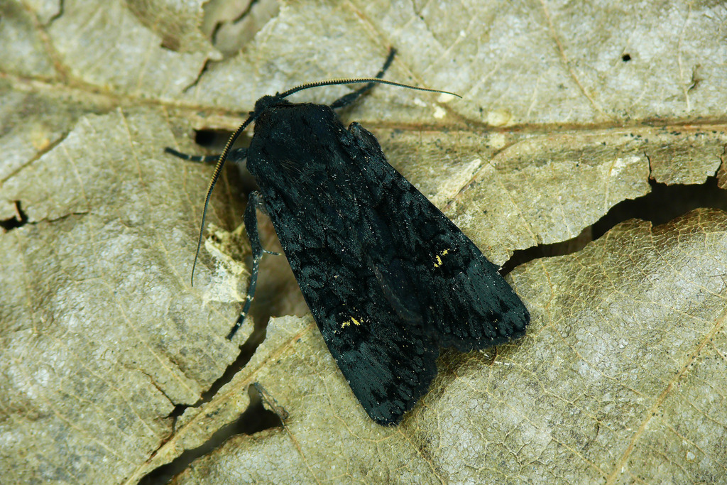 Black Rustic