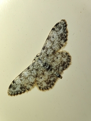 Idaea contiguaria
