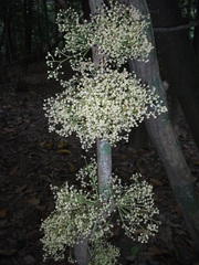 Pycnarrhena novoguineensis